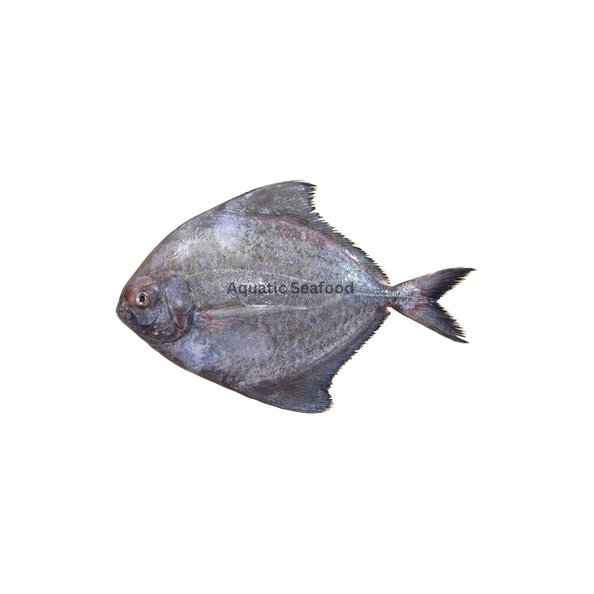 Black Pomfret ( Kaala Paplet )