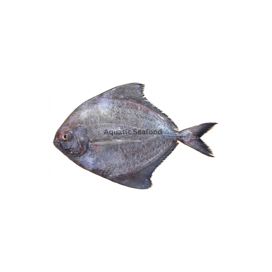Black Pomfret ( Kaala Paplet )
