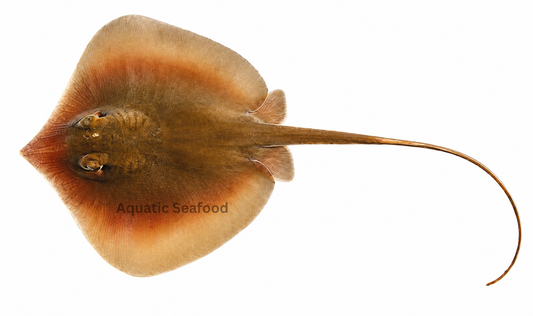 Stingray ( Pittan )