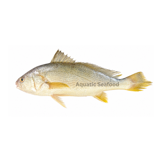 Bengal Corvina ( Goli Mushka )