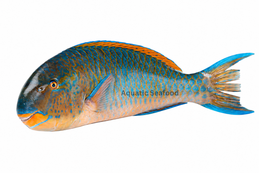 Parrotfish ( Popat/Hareed )