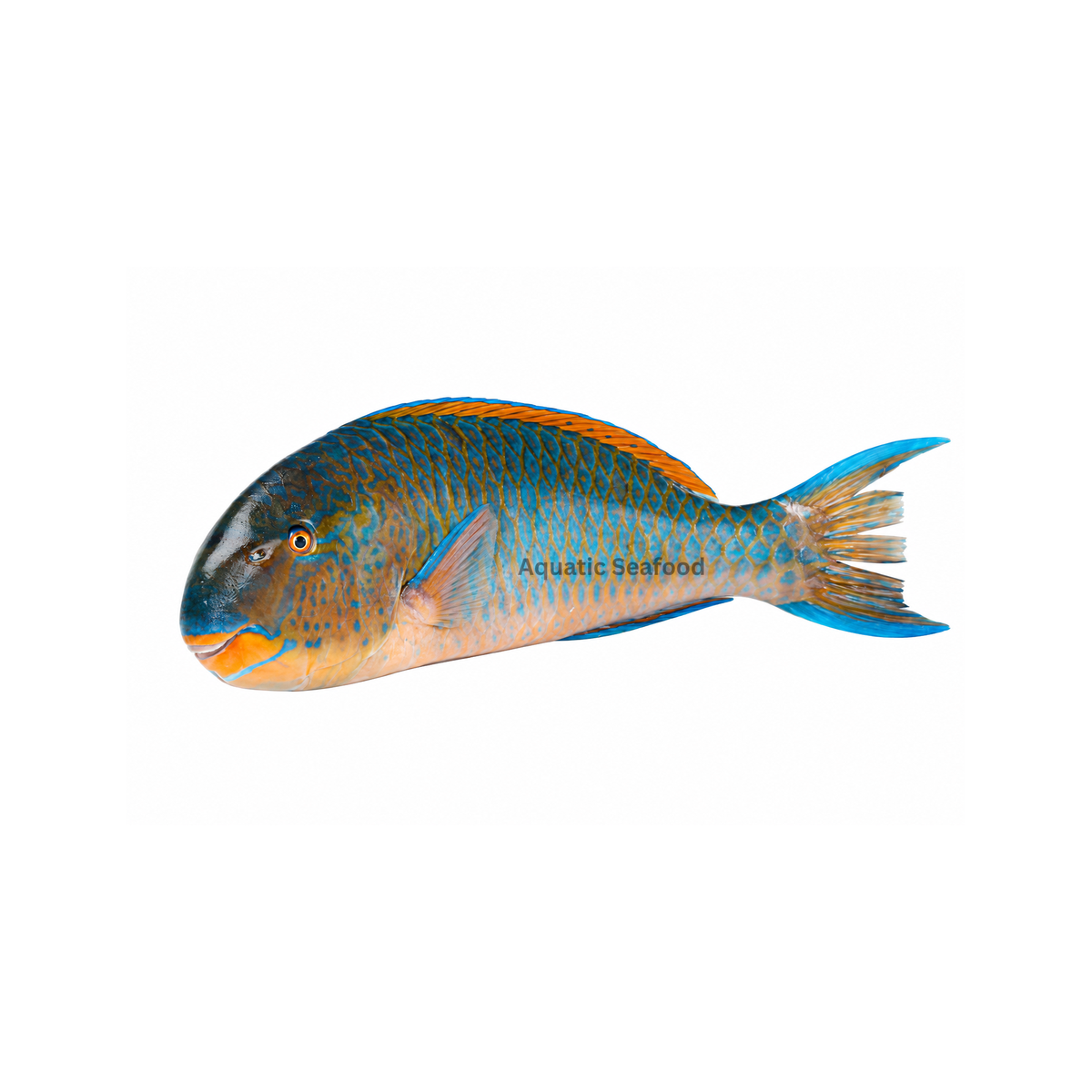 Parrotfish ( Popat/Hareed )