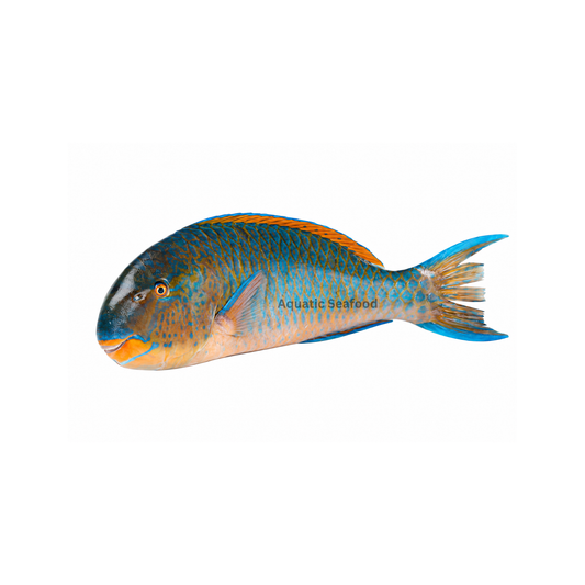 Parrotfish ( Popat/Hareed )