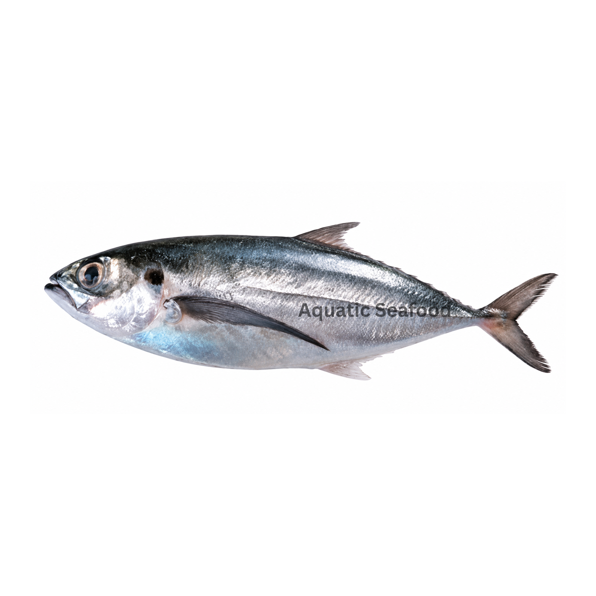 Horse Mackerel (Kawwa)