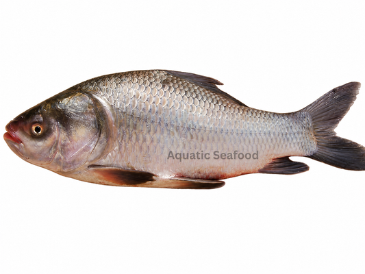 Catla ( Thaila )