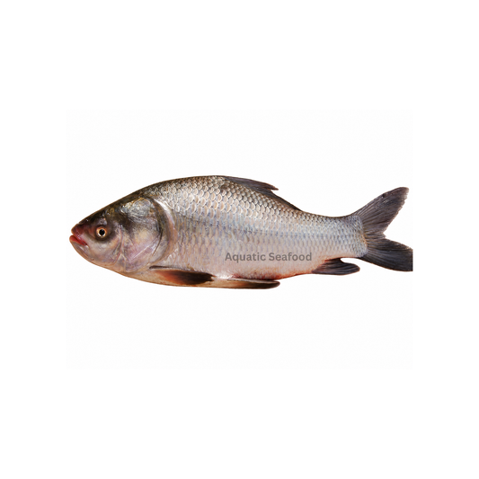 Catla ( Thaila )