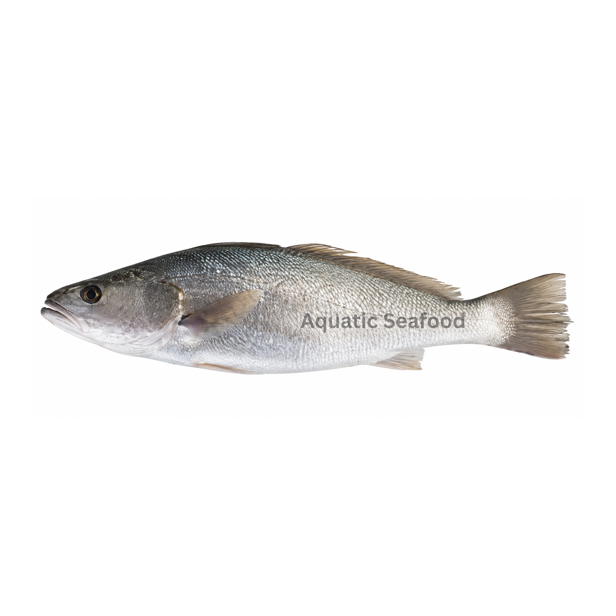 Japanese Meagre ( Sua )