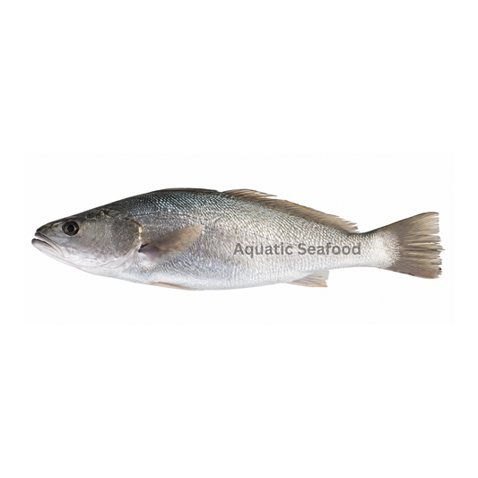 Japanese Meagre ( Sua )