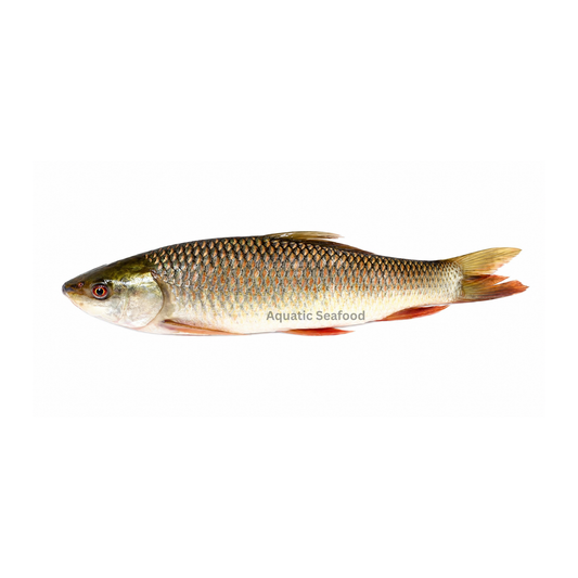 Rohu ( Rahu )