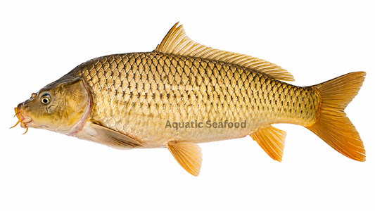 Common Carp ( Gulfam )