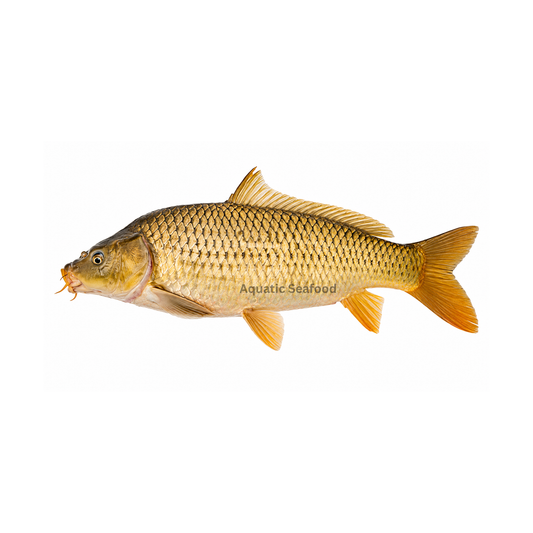 Common Carp ( Gulfam )