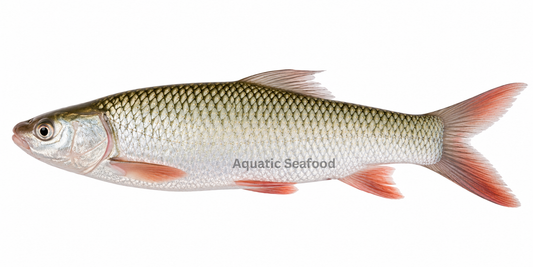 Mrigal Carp ( Murathi )