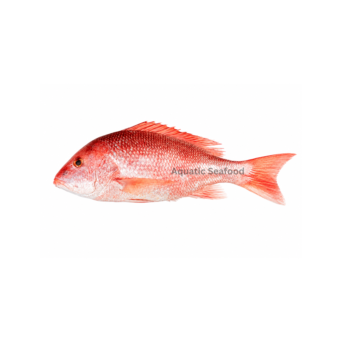 Lane Snapper ( Kanalcha )
