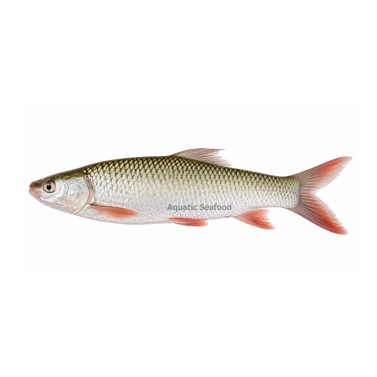 Mrigal Carp ( Murathi )
