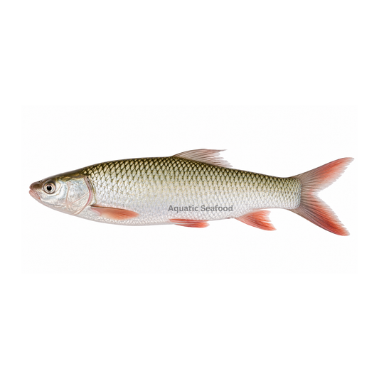 Mrigal Carp ( Murathi )