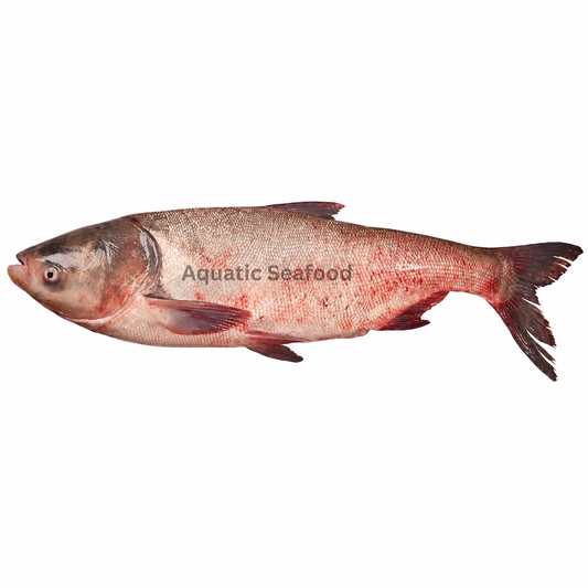 Silver Carp ( Silver )