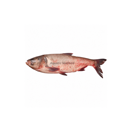 Silver Carp ( Silver )