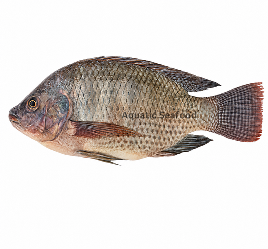 Tilapia ( Daiyya )