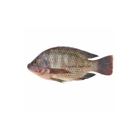 Tilapia ( Daiyya )