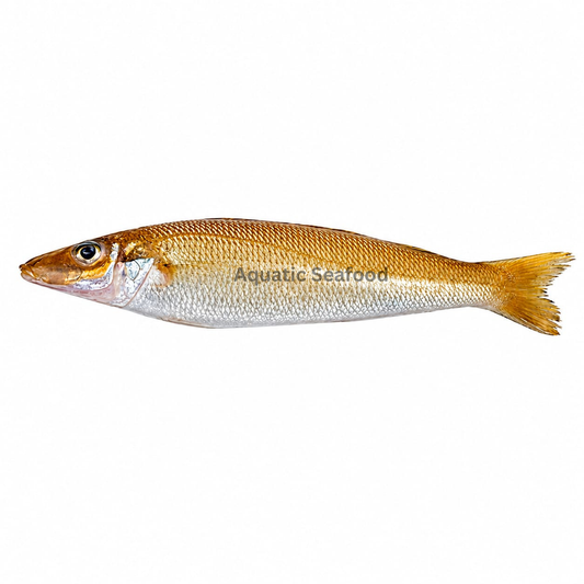 Ladyfish ( Bhambore )