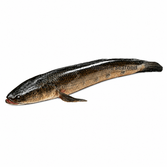 Snakehead ( River Sole )