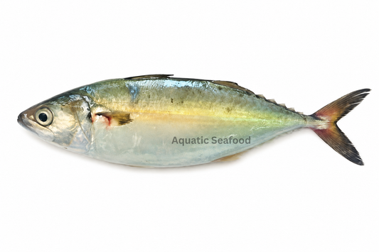 Indian Mackerel ( Bangda )