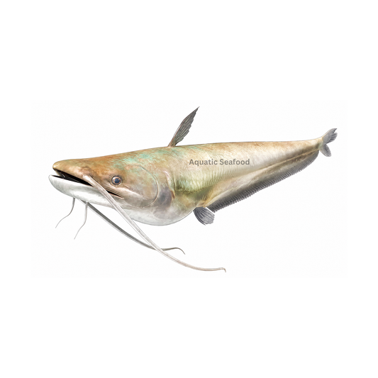 Wallago ( Malli )