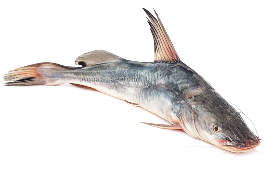 Fresh Water Catfish ( Singhara )