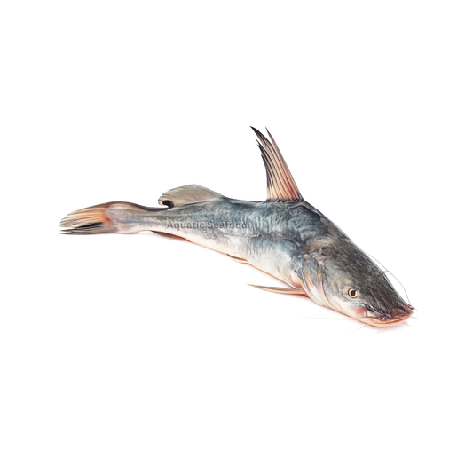 Fresh Water Catfish ( Singhara )
