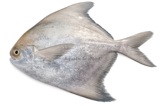 Silver Pomfret ( Gabbar Paplet )
