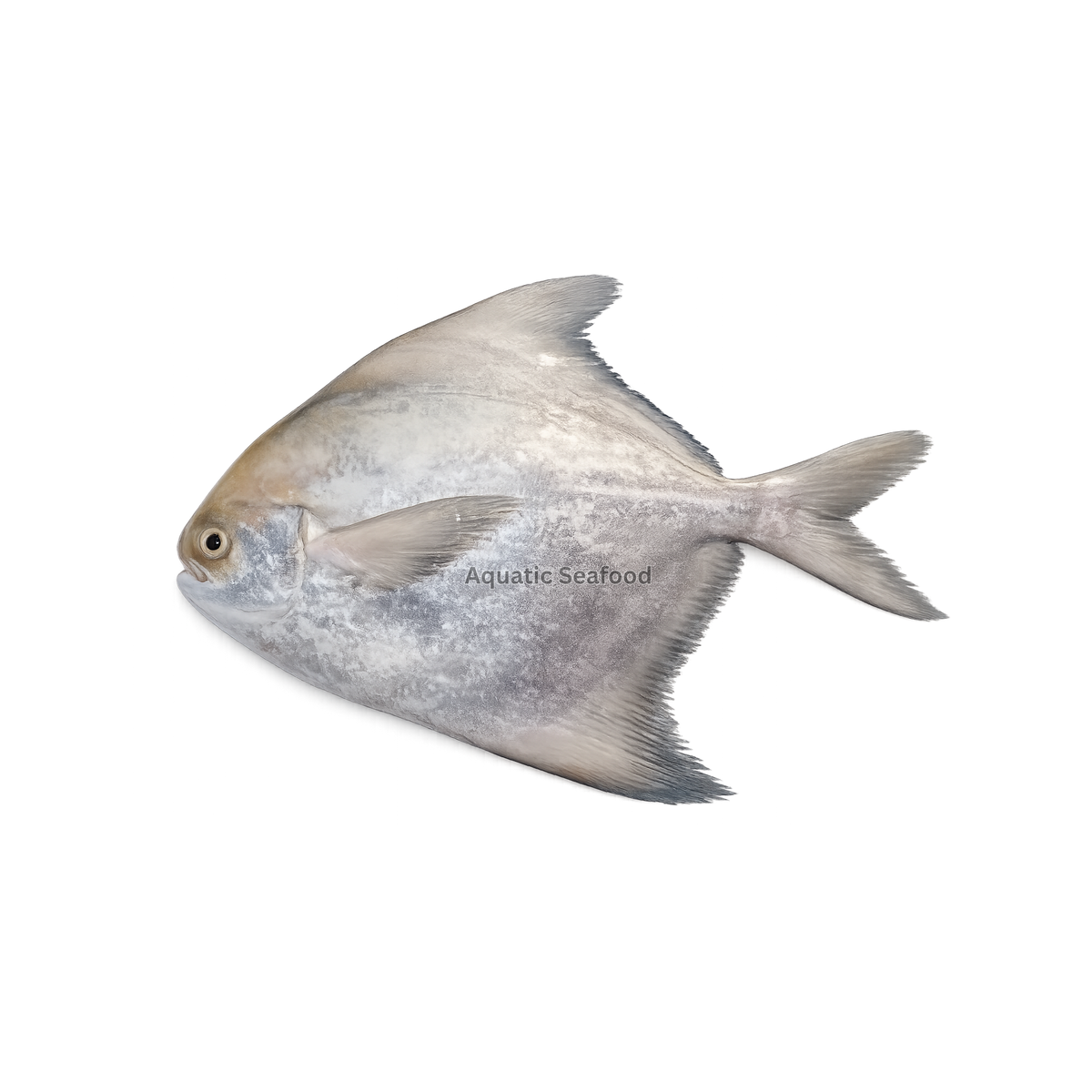 Silver Pomfret ( Gabbar Paplet )