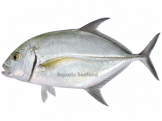 Coastal Trevally ( Pattal )
