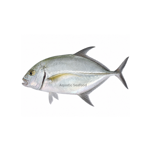 Coastal Trevally ( Pattal )