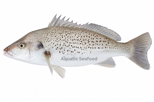 Spotted Grunter ( Hulari Dhotar )
