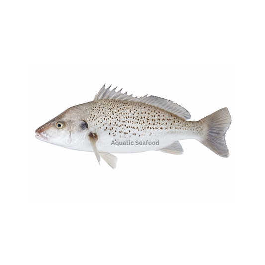 Spotted Grunter ( Hulari Dhotar )