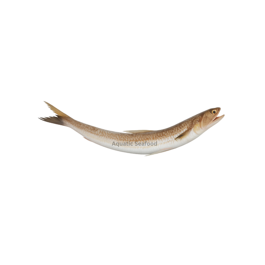 Indian Lizardfish ( Disco )