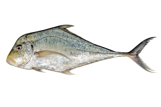 Indian Threadfish ( Safaid Pattal )