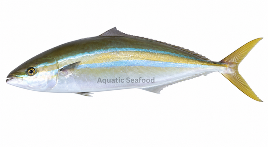 Rainbow Runner ( Safi )