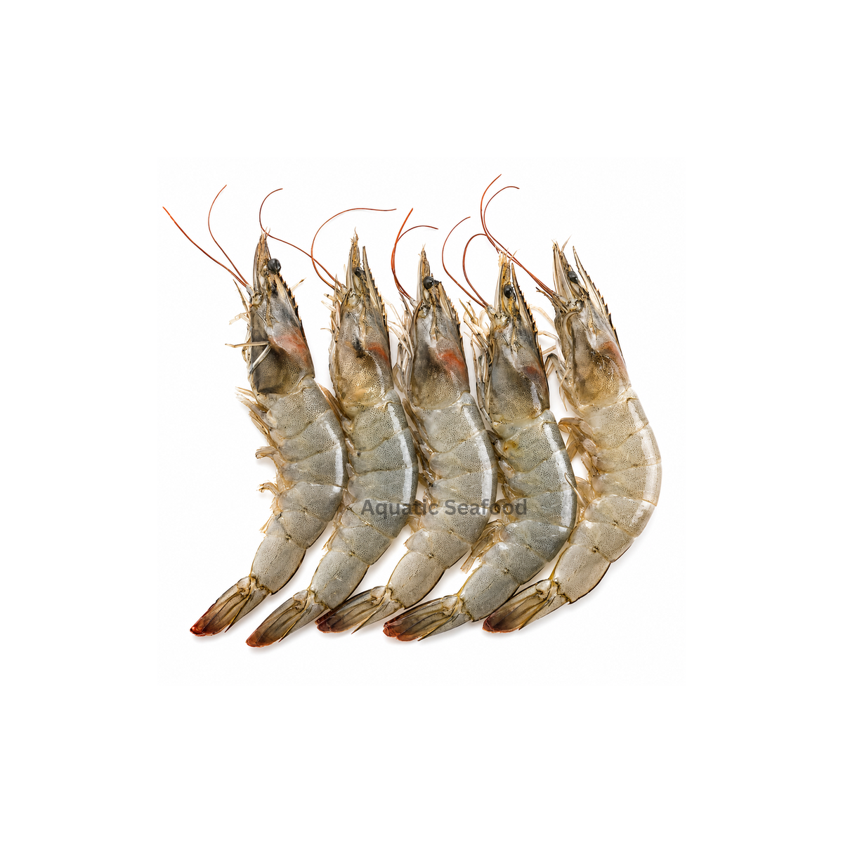 Large Prawns ( Jaira )
