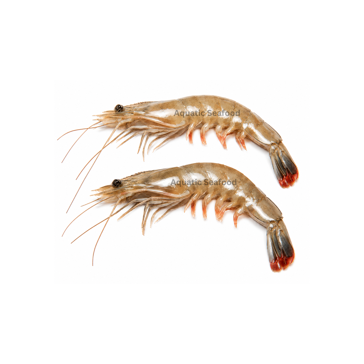 Jambo Prawns ( Jaira )