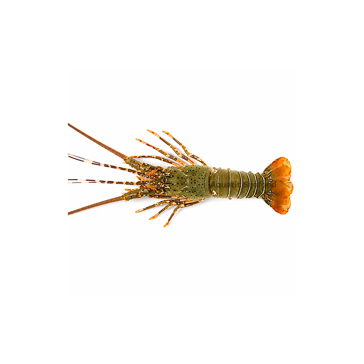 Spiny Lobster ( Kikat )