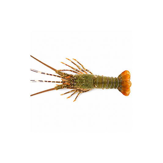 Spiny Lobster ( Kikat )
