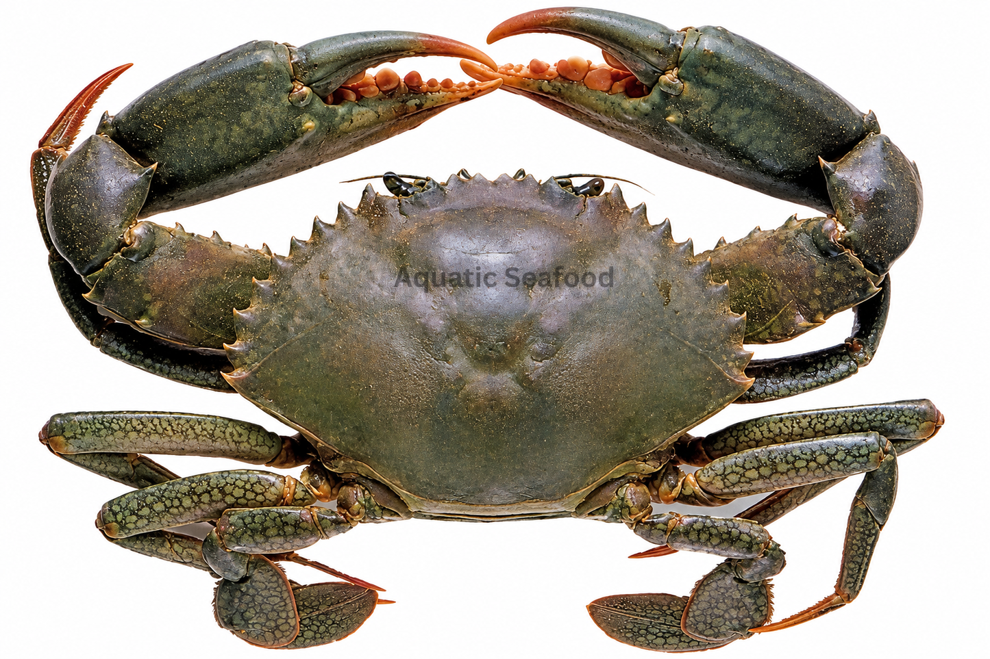 Mud Crab ( Kaikra )