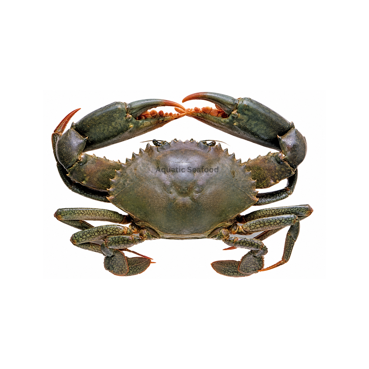 Mud Crab ( Kaikra )
