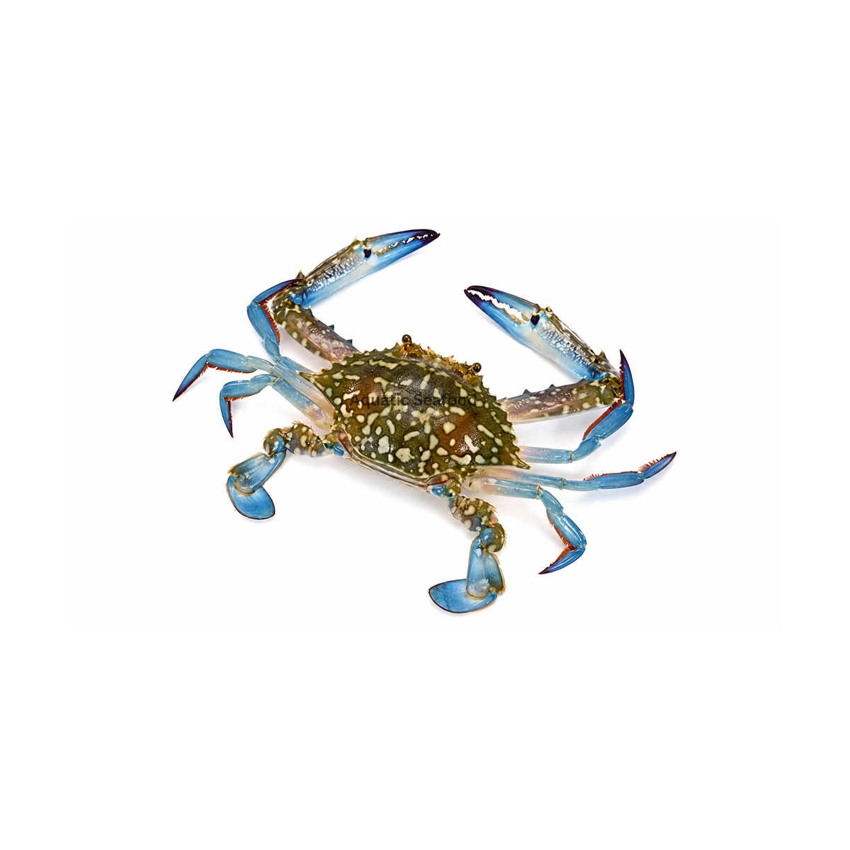 Blue Swimmer Crab ( Neela Kaikra )