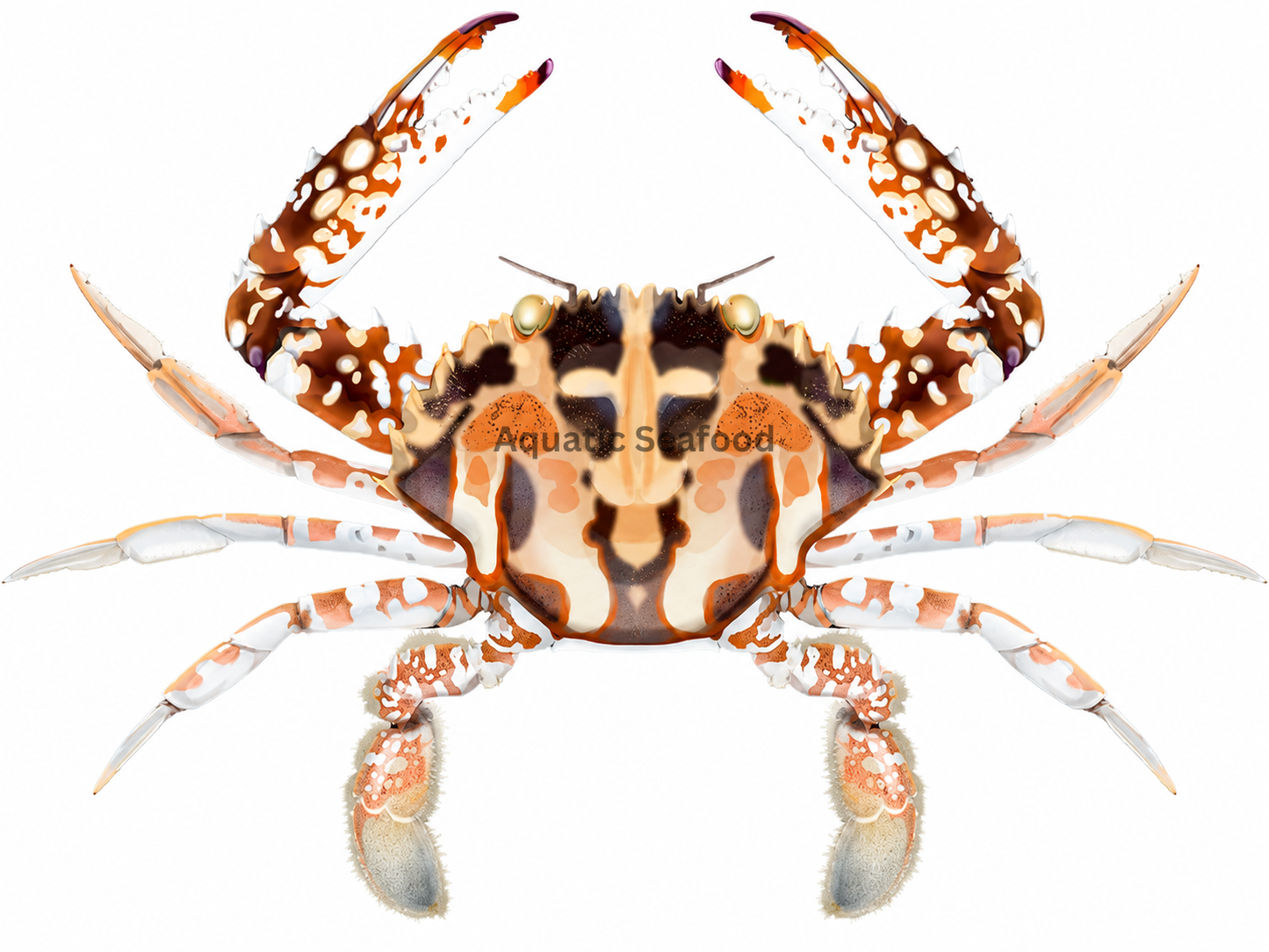 Crucifix Crab (Lal Kaikra)