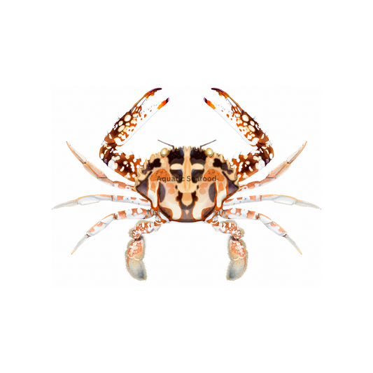Crucifix Crab (Lal Kaikra)