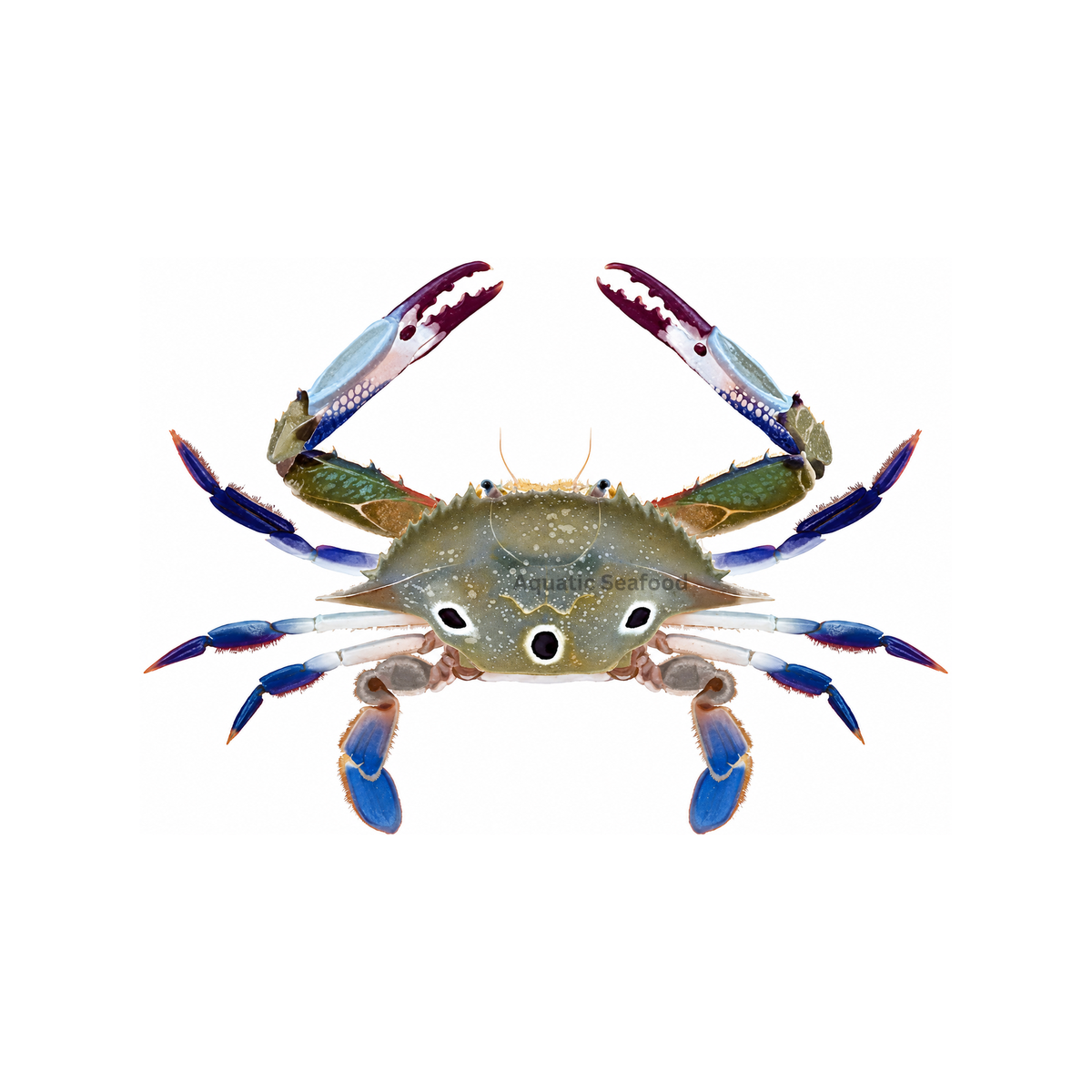 Three Spot Swimming Crab ( Tikkari )