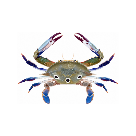 Three Spot Swimming Crab ( Tikkari )