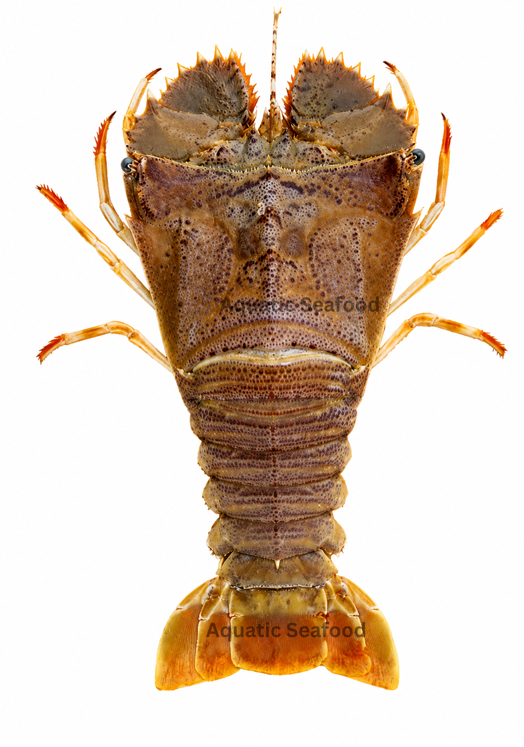 Flathead Lobster ( Kikka )